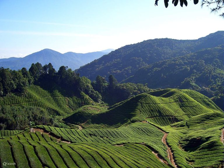 A Weekend Escape to Cameron Highlands